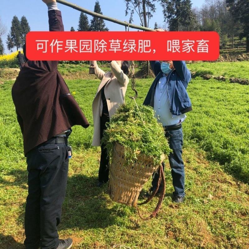 优质绿肥种子箭筈豌豆种子箭舌豌豆野豌豆菜种子牧草粮食牛羊