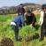 优质绿肥种子箭筈豌豆种子箭舌豌豆野豌豆菜种子牧草粮食牛羊