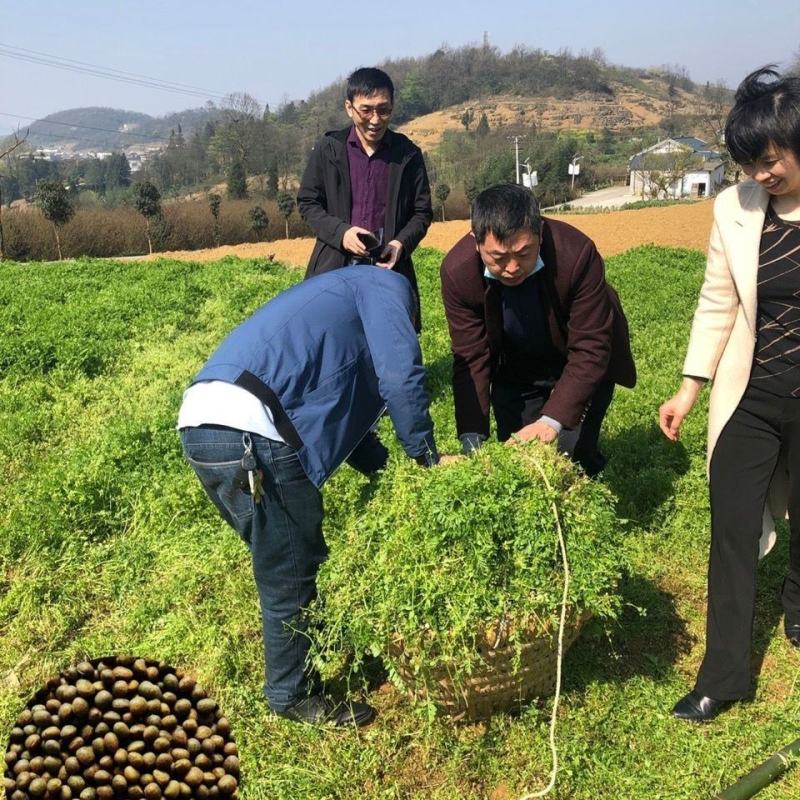 优质绿肥种子箭筈豌豆种子箭舌豌豆野豌豆菜种子牧草粮食牛羊