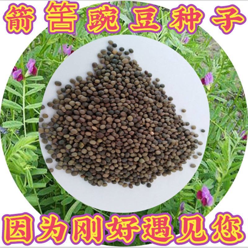 优质绿肥种子箭筈豌豆种子箭舌豌豆野豌豆菜种子牧草粮食牛羊