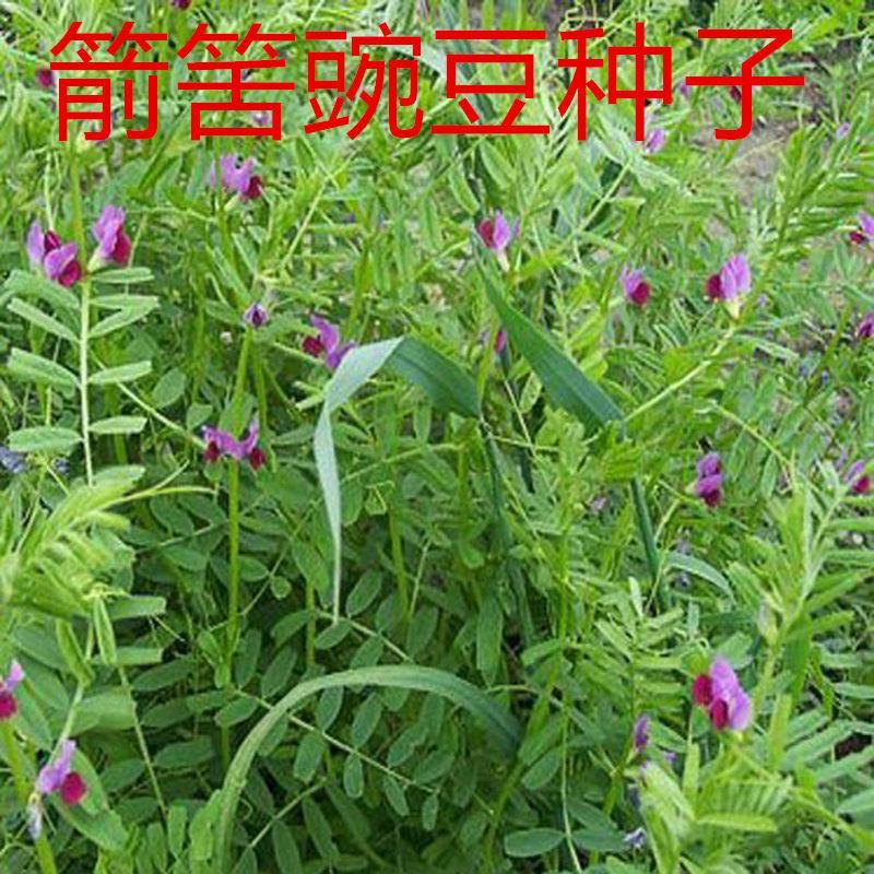 优质绿肥种子箭筈豌豆种子箭舌豌豆野豌豆菜种子牧草粮食牛羊