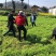 优质绿肥种子箭筈豌豆种子箭舌豌豆野豌豆菜种子牧草粮食牛羊