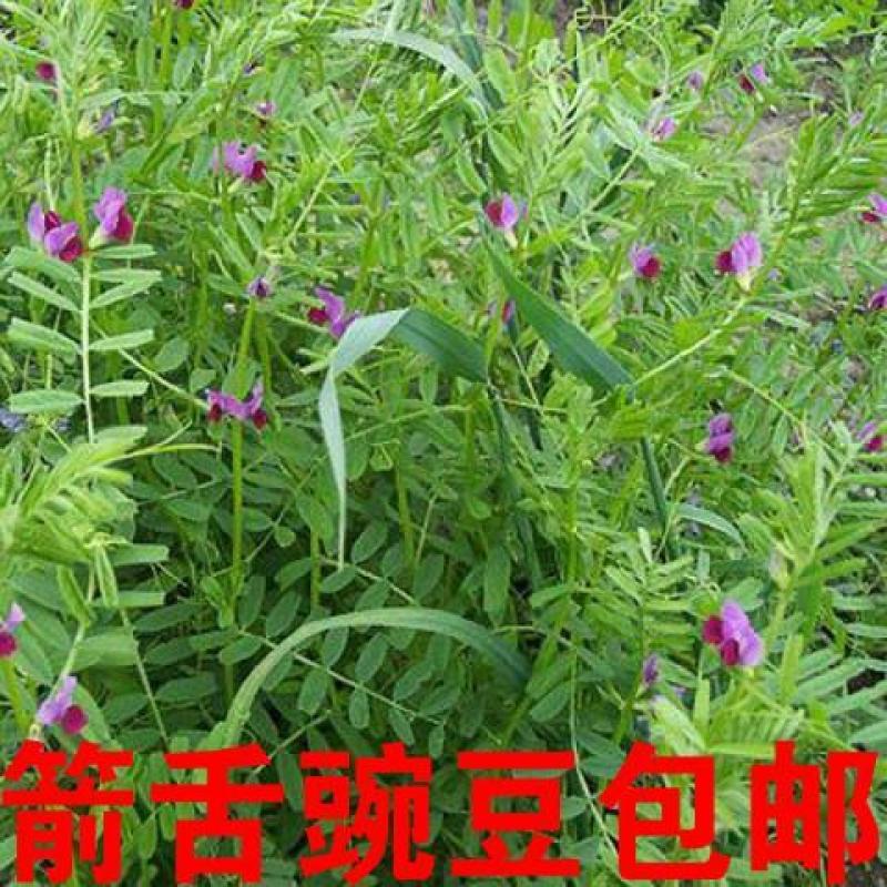 优质绿肥种子箭筈豌豆种子箭舌豌豆野豌豆菜种子牧草粮食牛羊