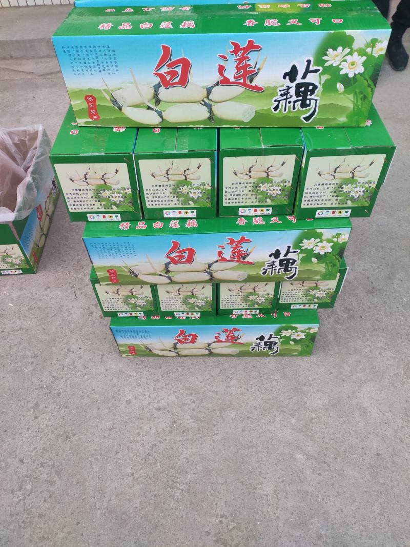 精品礼盒装白莲藕白莲藕马踏湖白莲藕马踏湖白莲藕9孔白莲藕