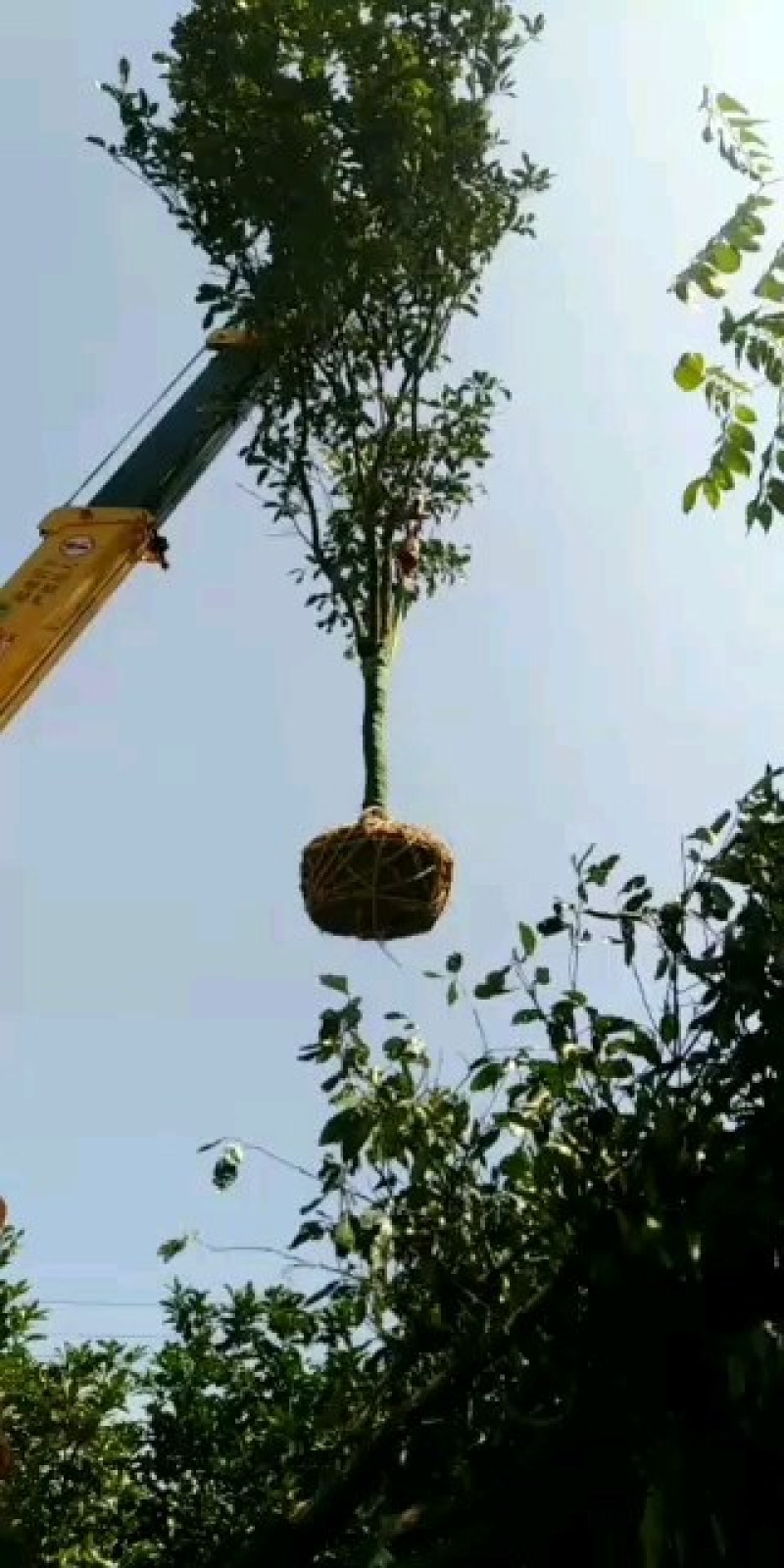 柚子树自产自销，规格齐全货源充足，诚信合作，一件代购。