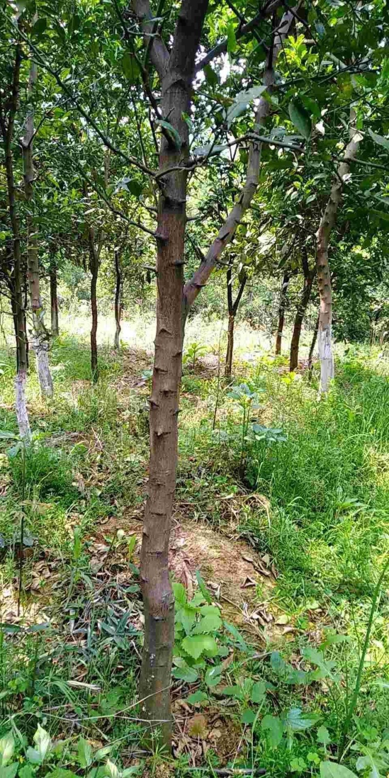 柚子树自产自销，规格齐全货源充足，诚信合作，一件代购。