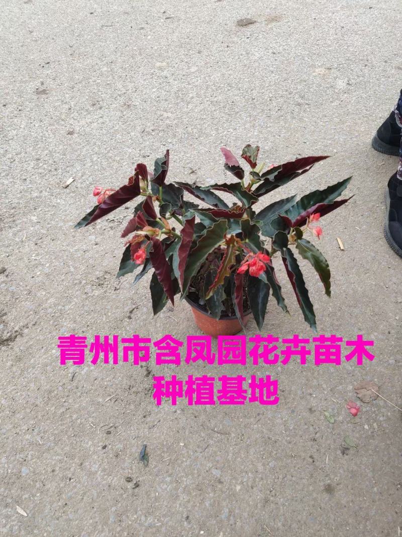 虎刺梅-骨刺梅质量好价格低，可视频图片看货，基地批发