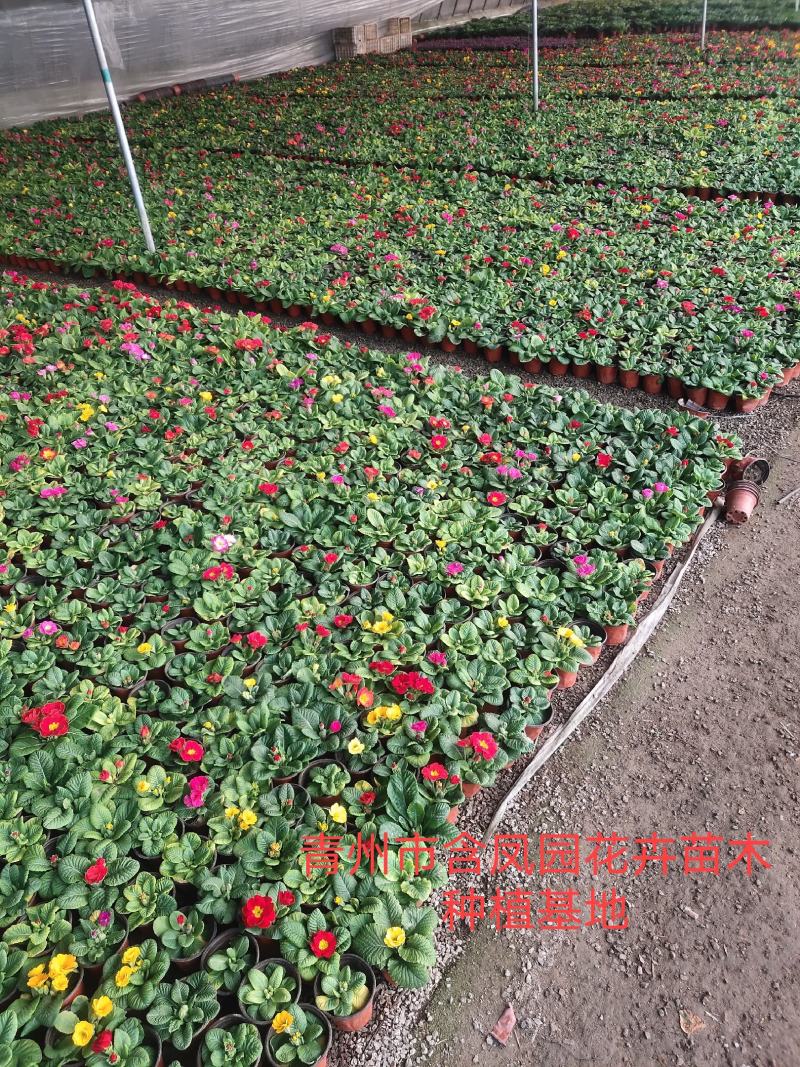 虎刺梅-骨刺梅质量好价格低，可视频图片看货，基地批发