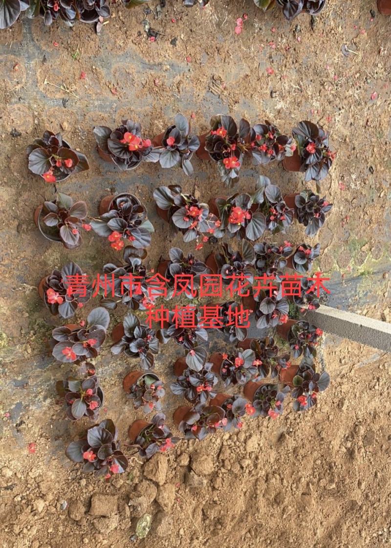 虎刺梅-骨刺梅质量好价格低，可视频图片看货，基地批发