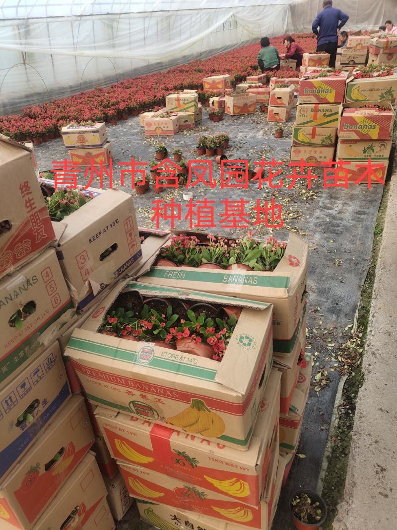 虎刺梅-骨刺梅质量好价格低，可视频图片看货，基地批发