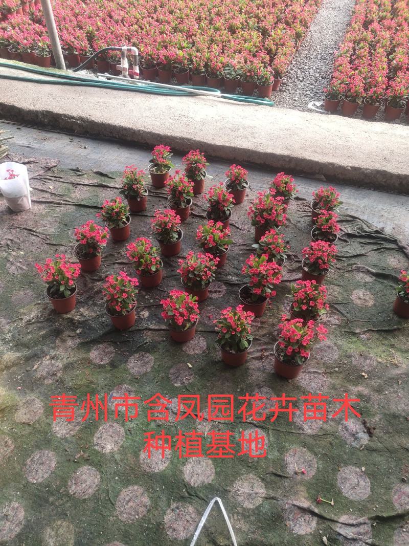 虎刺梅-骨刺梅质量好价格低，可视频图片看货，基地批发