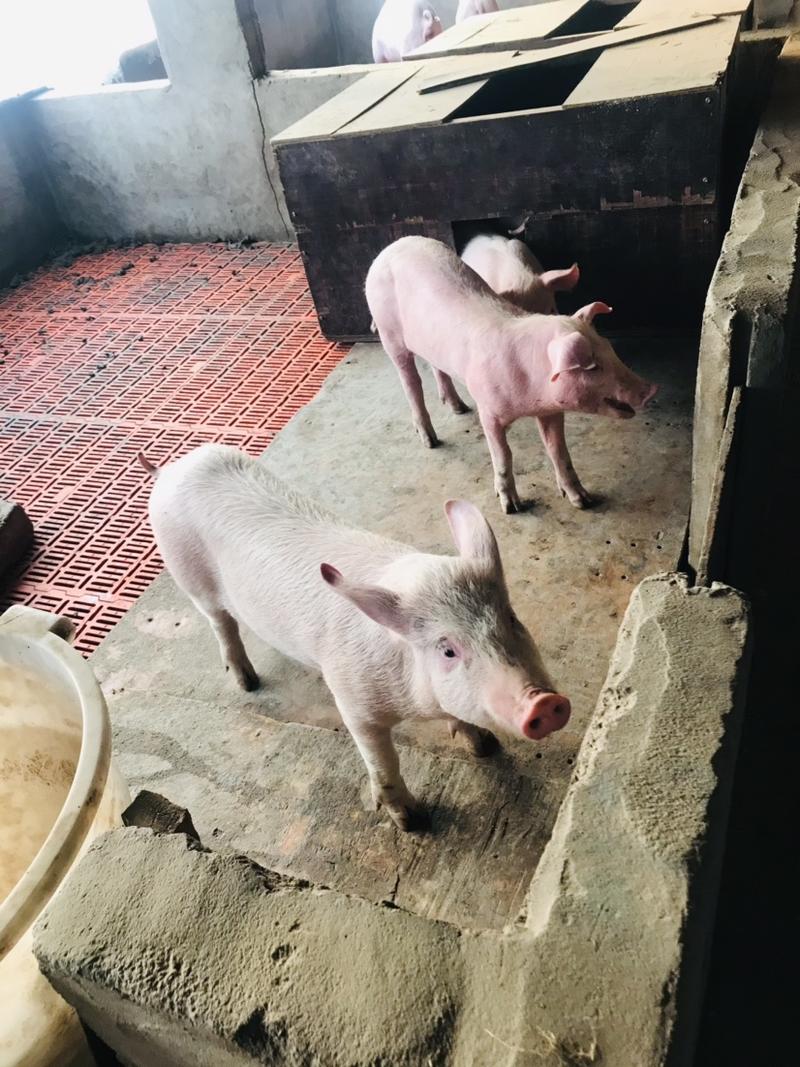 山东沂水县杜洛克仔猪养殖基地一手货源价格稳定发货