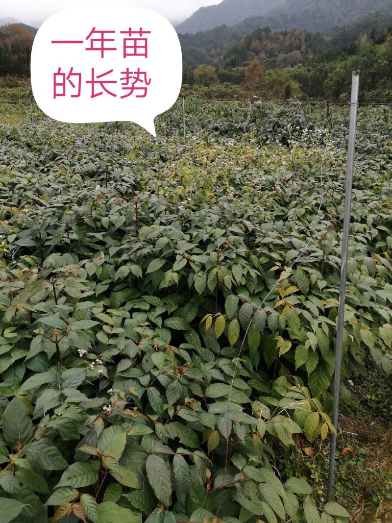广西金钩藤苗高含量金钩藤苗金钩藤苗双钩藤红芽金钩藤