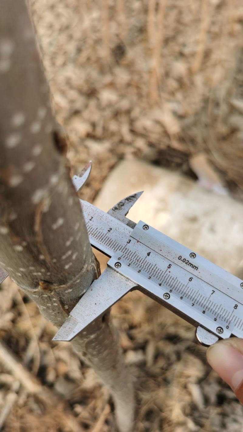 河南杨树苗种植基地速生无絮杨树苗批发规格齐全便宜