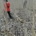 河南杨树苗种植基地速生无絮杨树苗批发规格齐全便宜