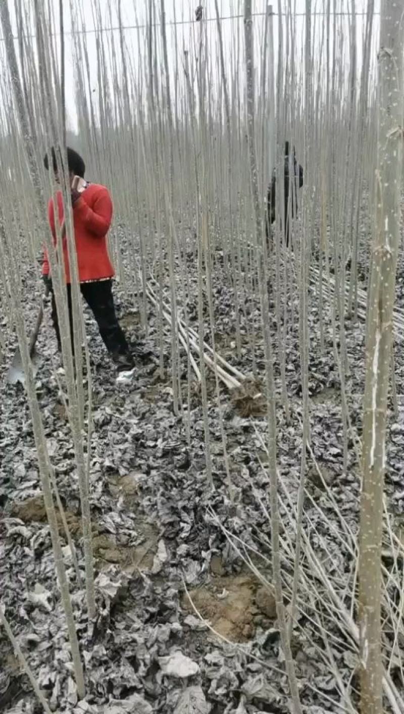 河南杨树苗种植基地速生无絮杨树苗批发规格齐全便宜