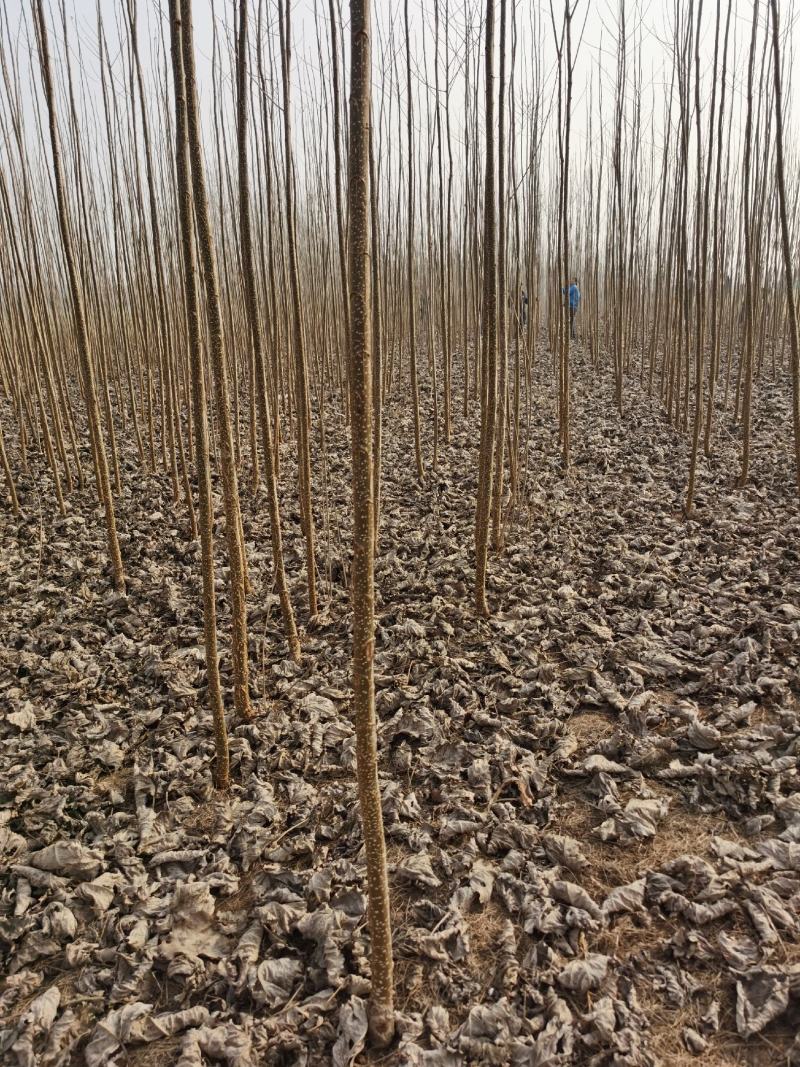 河南杨树苗种植基地速生无絮杨树苗批发规格齐全便宜