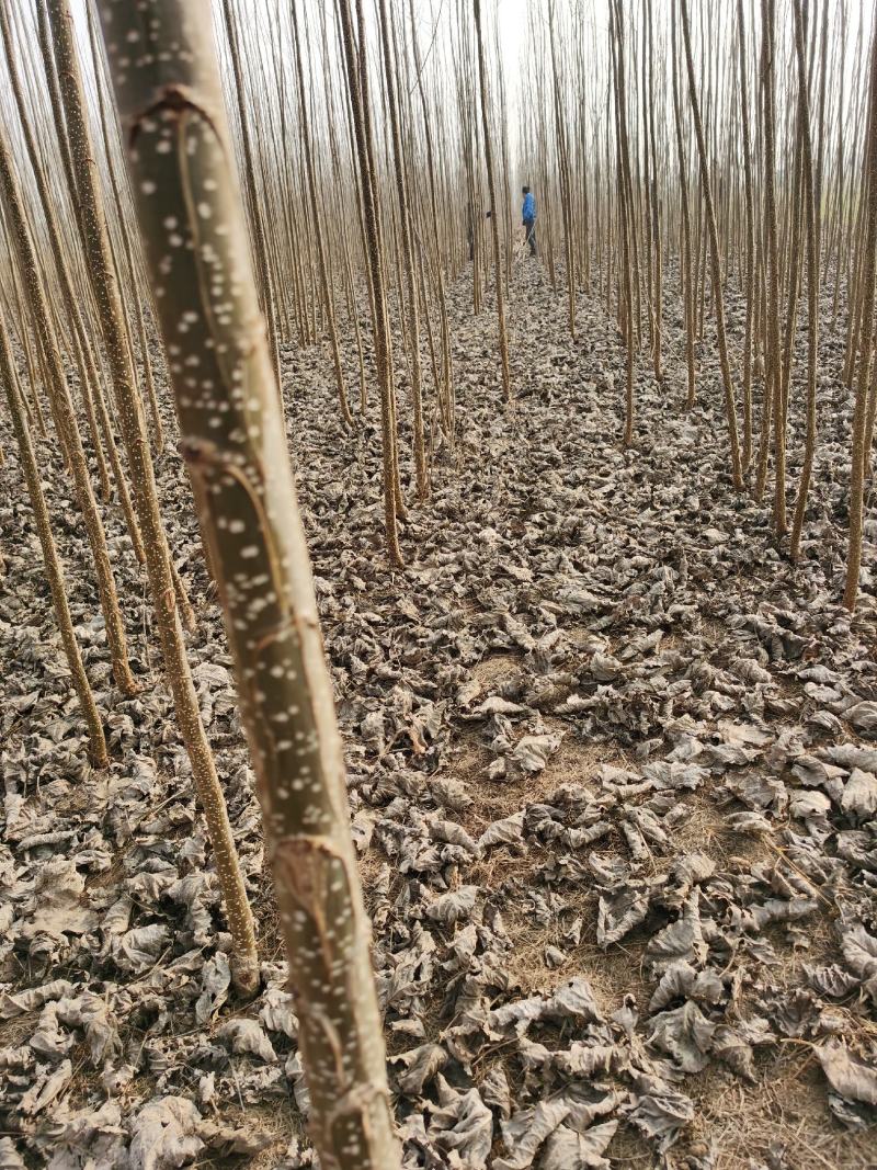 河南杨树苗种植基地速生无絮杨树苗批发规格齐全便宜