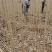 河南杨树苗种植基地速生无絮杨树苗批发规格齐全便宜