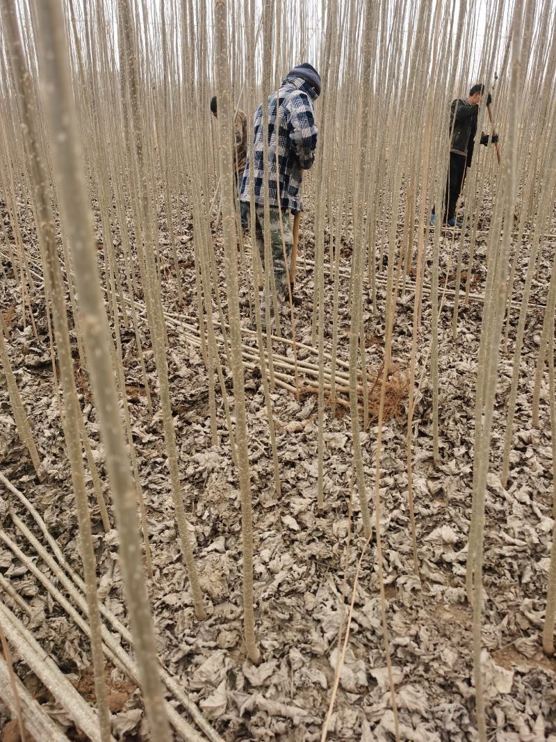 河南杨树苗种植基地速生无絮杨树苗批发规格齐全便宜