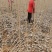 河南杨树苗种植基地速生无絮杨树苗批发规格齐全便宜