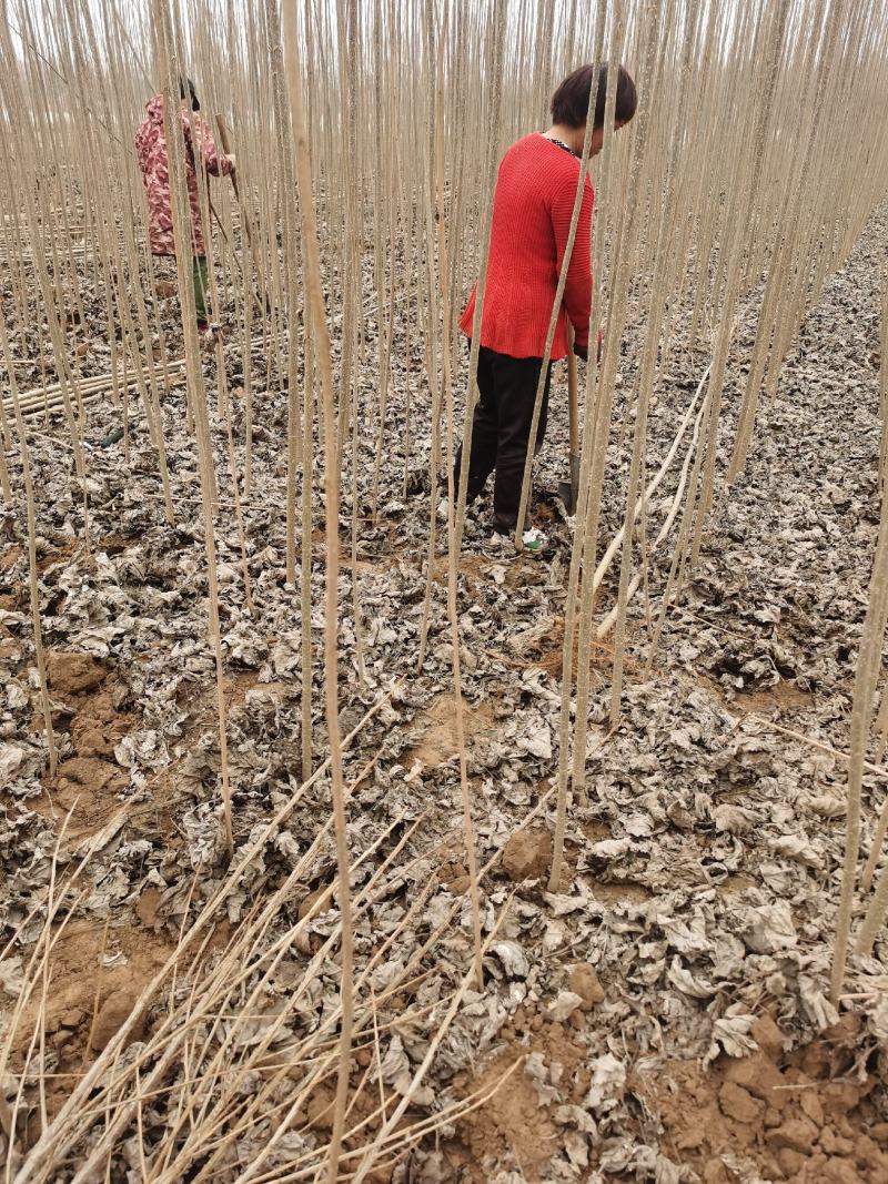 河南杨树苗种植基地速生无絮杨树苗批发规格齐全便宜