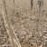 河南杨树苗种植基地速生无絮杨树苗批发规格齐全便宜
