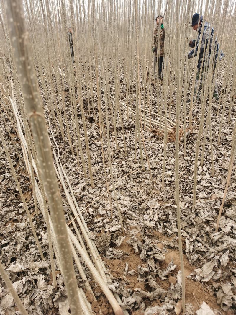 河南杨树苗种植基地速生无絮杨树苗批发规格齐全便宜