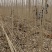 河南杨树苗种植基地速生无絮杨树苗批发规格齐全便宜