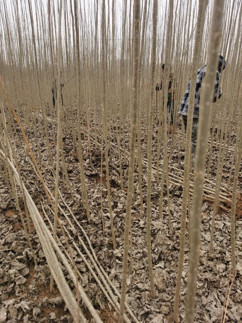 河南杨树苗种植基地速生无絮杨树苗批发规格齐全便宜