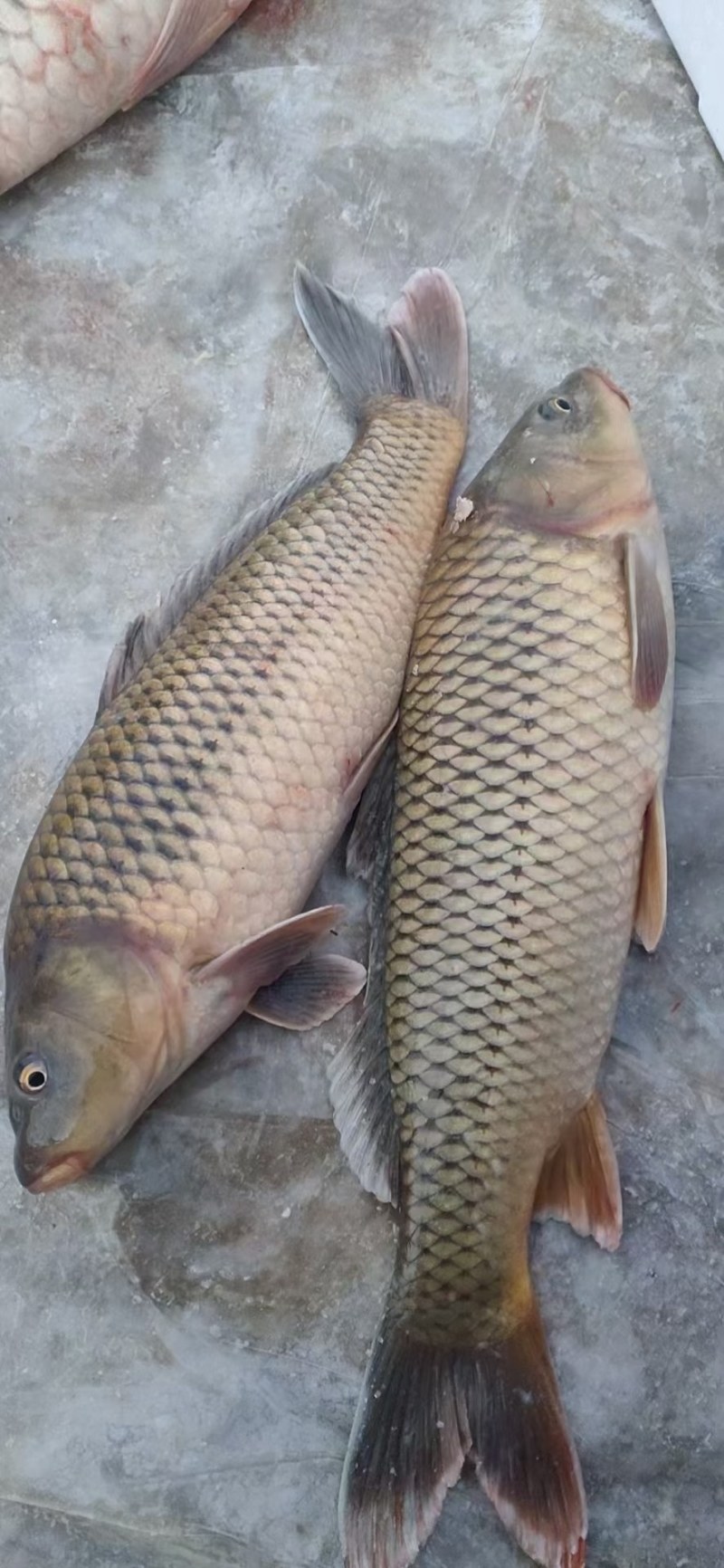 查干湖鲤鱼各种野生鱼