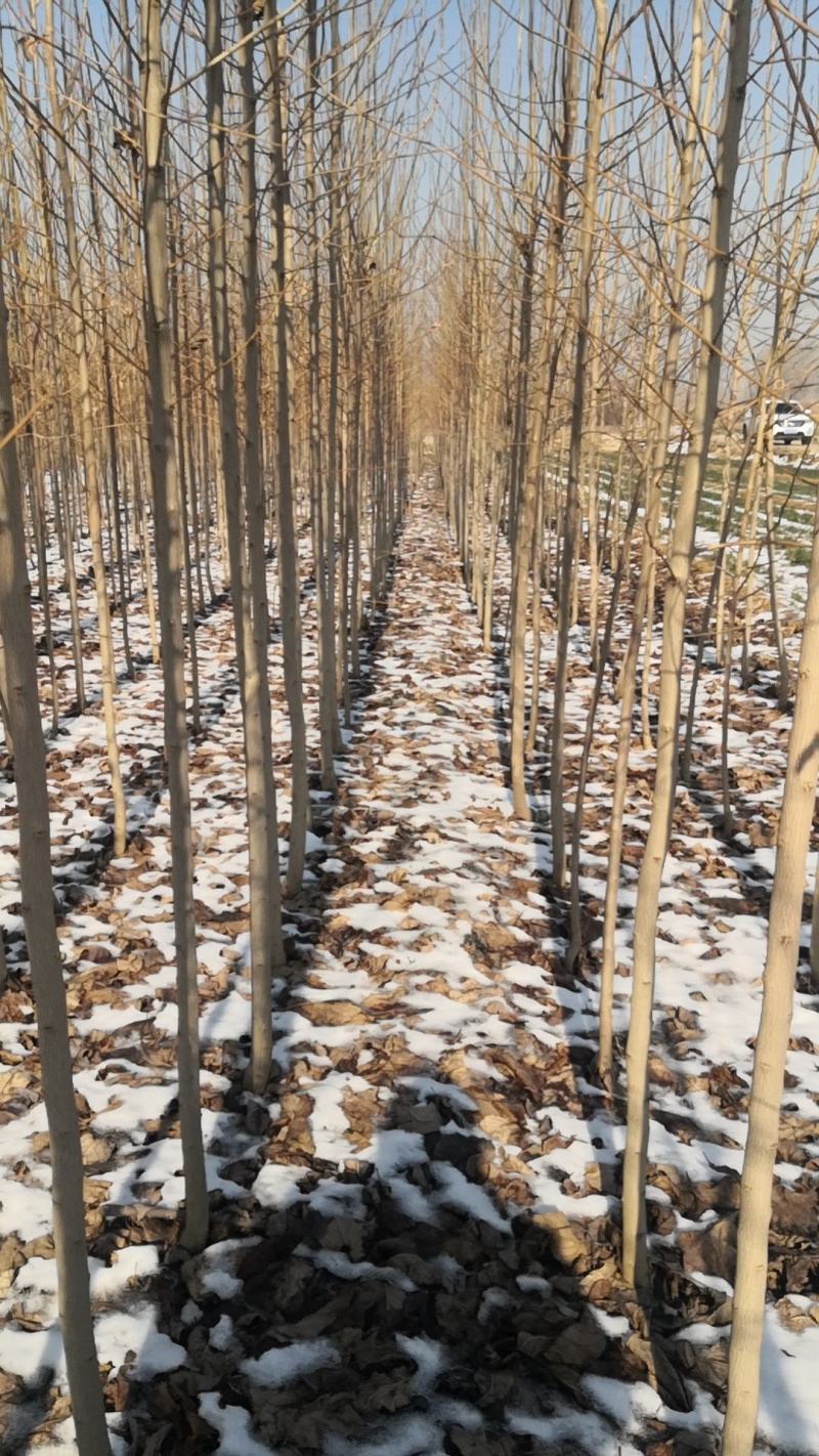 杜仲树杜仲树苗杜仲树苗基地直销，包技术。