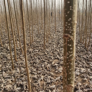 速生无絮杨树苗规格齐全价格优惠白杨树苗培育种植基地