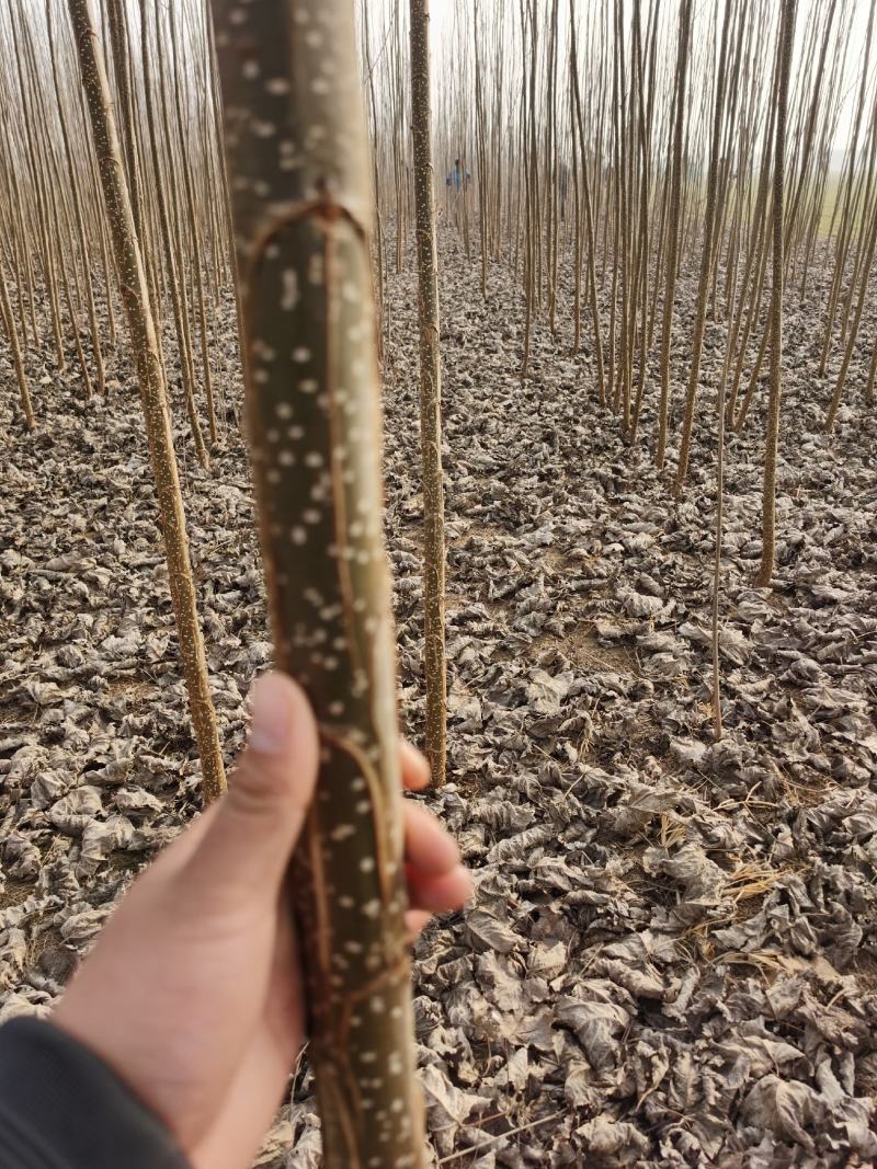 速生无絮杨树苗规格齐全价格优惠白杨树苗培育种植基地