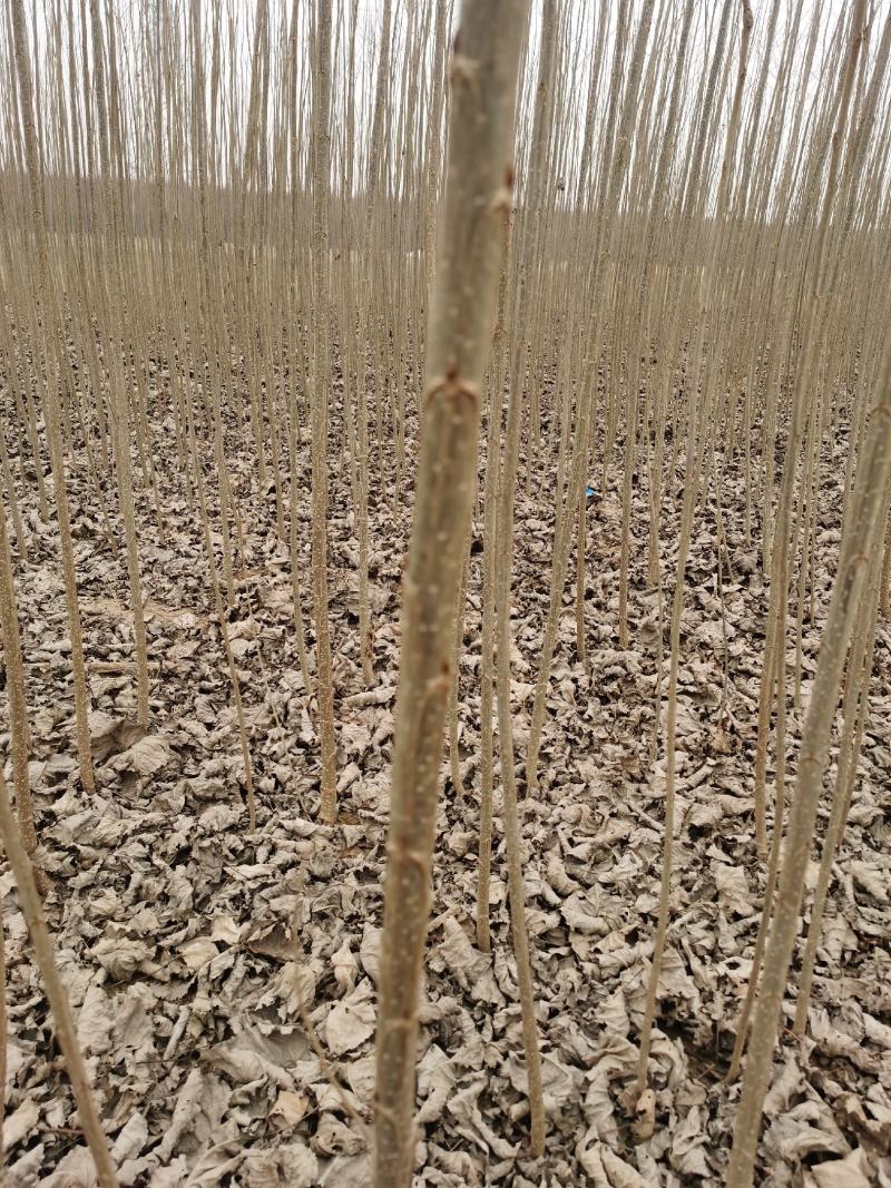 速生无絮杨树苗规格齐全价格优惠白杨树苗培育种植基地