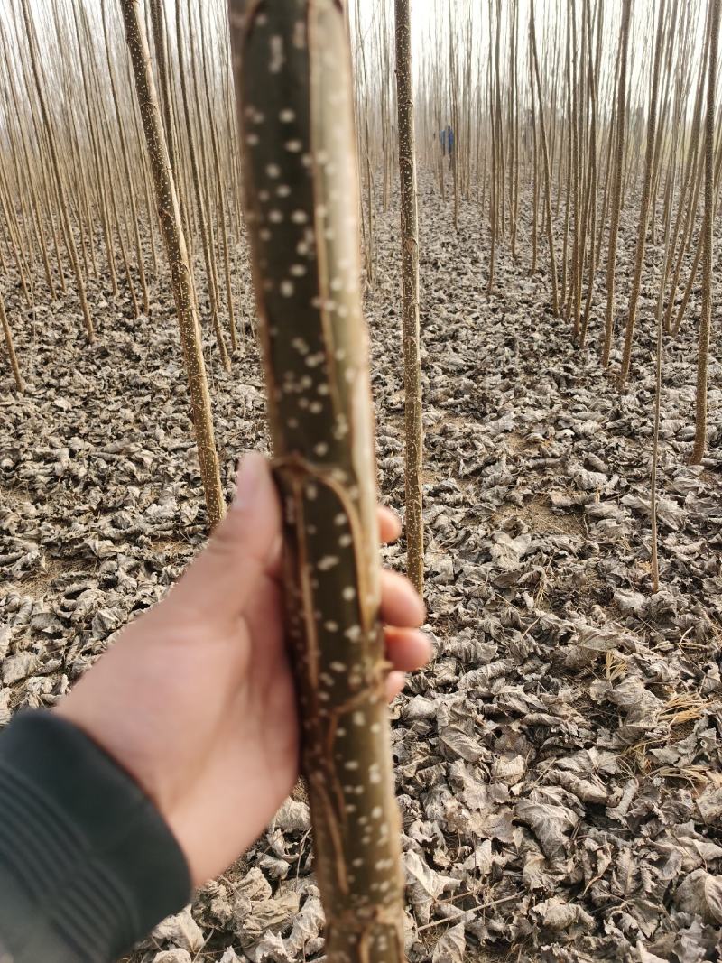 速生无絮杨树苗规格齐全价格优惠白杨树苗培育种植基地