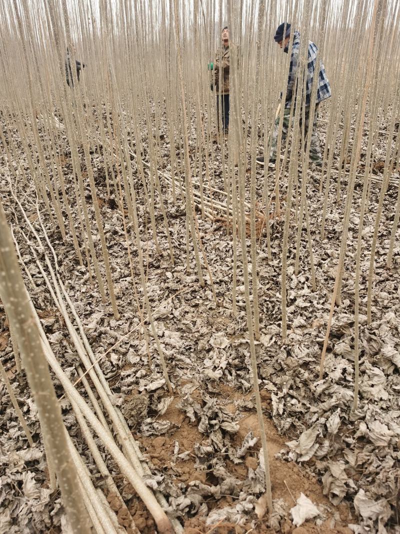 速生无絮杨树苗规格齐全价格优惠白杨树苗培育种植基地