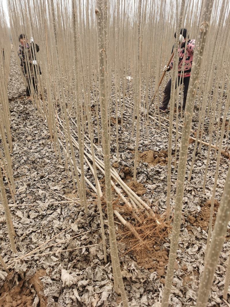 速生无絮杨树苗规格齐全价格优惠白杨树苗培育种植基地