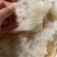 金勾翅鱼翅牙拣翅金鲍翅送礼佳品酒店食材滋补养生