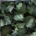 西兰花大量出售，量大从优，