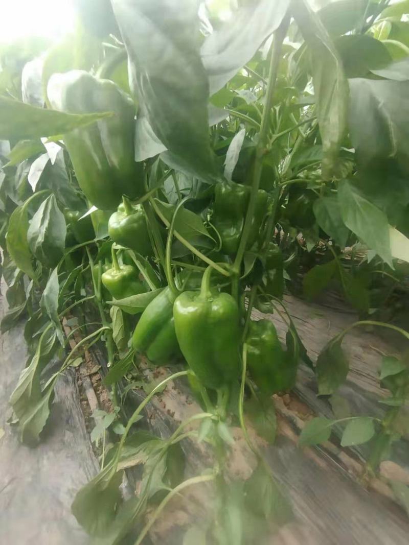 圆椒青岛莱西欢迎光临