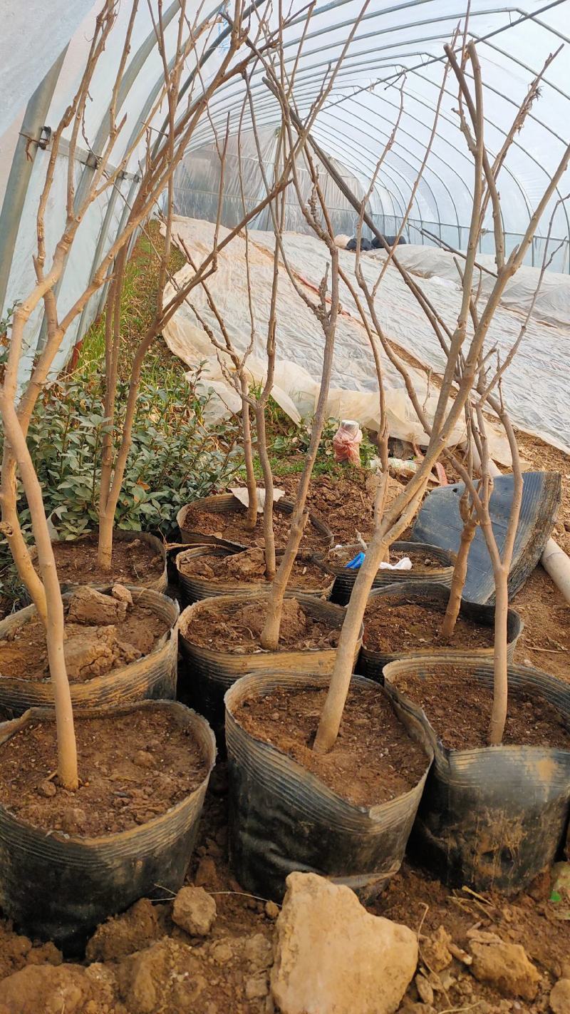 紫藤花树苗爬藤植物庭院围墙四季开花盆栽花苗绿植花卉