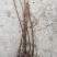水杉水杉小苗高度20到1.5米量大质量好价格便宜