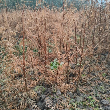 水杉水杉小苗高度20到1.5米量大质量好价格便宜
