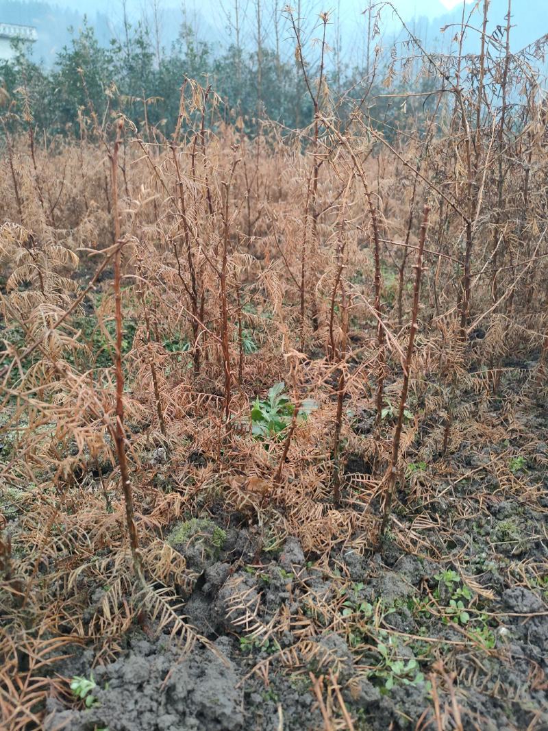 水杉水杉小苗高度20到1.5米量大质量好价格便宜