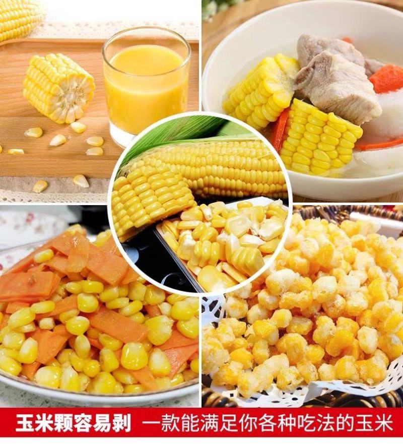 广东现摘黄甜玉米3斤6斤10(单果300一500g)包邮