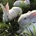 新西兰种兔，抗病能力强，生长速度快，产仔率高