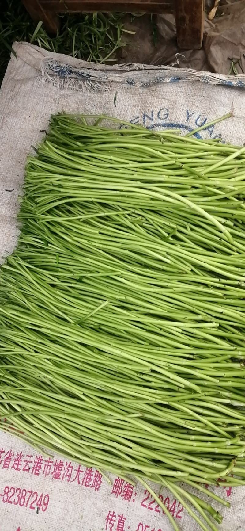【精品】江苏芦蒿，藜蒿，青白蒿，地头直销，全嫩精品！