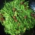 【精品】江苏芦蒿，藜蒿，青白蒿，地头直销，全嫩精品！