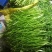 【精品】江苏芦蒿，藜蒿，青白蒿，地头直销，全嫩精品！